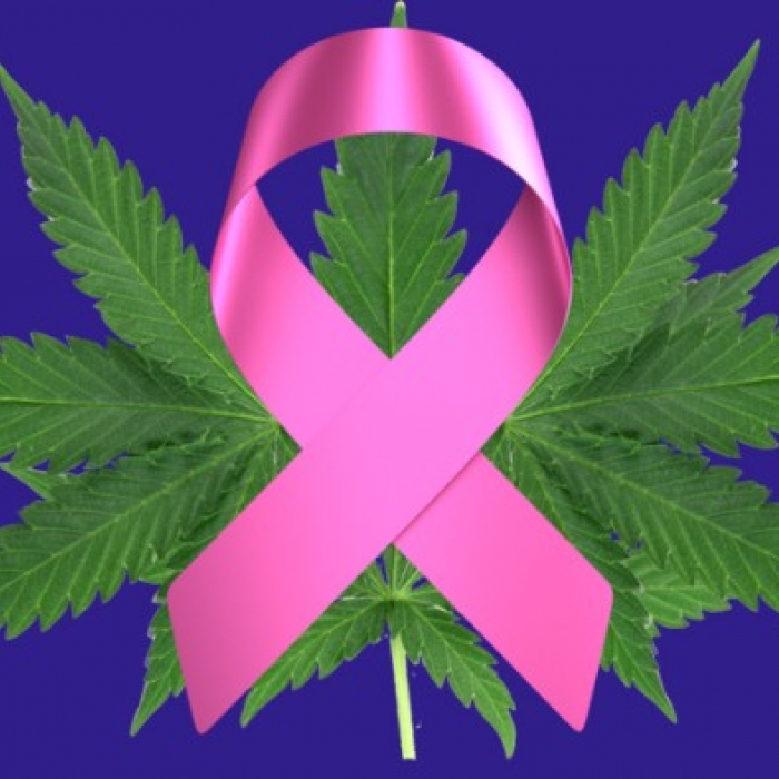 US Government Says Cannabis Kills Cancer Cells MCDSA